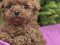 Toy Poodle Köpeği