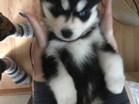 Husky cinsi 2 aylık yavrularımız