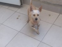 Aşı ve yemek masraflarına verilecek chihuahua