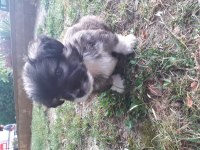 Minik acil terrier yavru