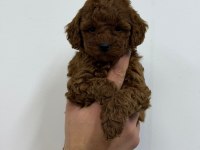 IRK GARANTİLİ EVİNİZİN NEŞESİ TOY POODLE