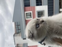 Scottish Fold Yavrumuza Yeni Bir Yuva Arıyorum