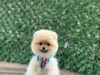 Güzellik harikası pomeranian bebekler