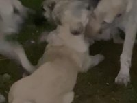 5 AYLIK ÜST DÜZEY ANADOLU ÇOBAN KÖPEKLERİ