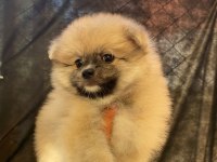 Pomeranian Dişi Yavrumuz