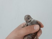 Cüce bıldırcın egzotik evcil kuş