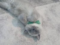Blue point british shorthair