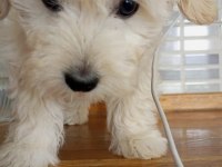 Çok tatlı maltese