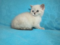 Show kalite yavru british shorthair