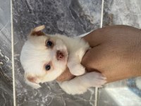 Orjinal elma kafa minyatür Şivava bebekler