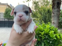 Rezeryeve Açık Dişi Erkek French Bulldog Köpekler