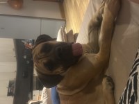 Kırma Boxer Bull Mastif Kısır Çipli Dişi 2 Yaşında