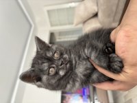 2 aylık sevimli erkek british longhair