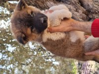Son Akita İnu Yavrumuz