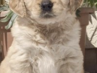 Golden Retriever Yavrusu