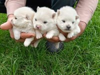 SPİTZ KÖPEKLER (POMERANİAN SPİTZ)