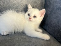 british shorthair silver point 70 günlük