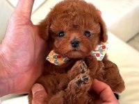 Yeni Yıl Hediyeniz Toy Poodle Yavrular