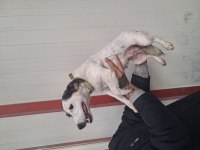 MANKEN JACK RUSSELL KIZIMIZ