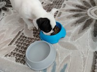 4 aylık french bulldog yavru sevgi dolu bir yuva arıyoruz