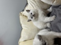 British shorthair blue point koca kafa bebekler
