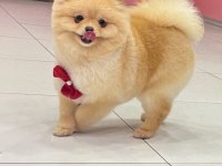 Cinsinin en iyisi pomeranian