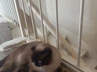 Scottish fold beyaz gri