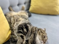 Scottish fold dişi kedimiz