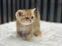Golden British Shorthair Show Class