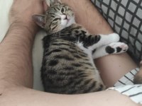 3 AYLIK YAVRU ANNESİZ KEDİYE YUVA ARIYORUZ