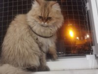 RAGDOLL İLE BRİTİSH KIRMASI PAMUK KEDİM