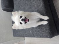 Yavru Pomeranian Ve Anne