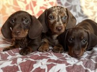 Çikolata ve çikolata Merle Dachshund yavrular