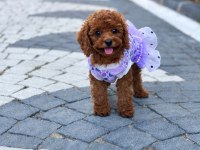 Sağlık Ve Irk Garantili Toy Poodle