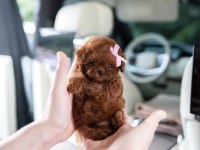 Orjinal Toy Poodle Yavrularımız