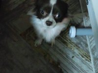 Şivava küçük boy köpeğimiz