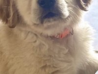 Golden Retriever Eğitimli Köpeğimiz