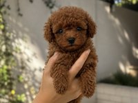 Özel Renk Toy Poodle Yavrular