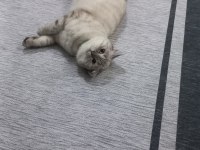 1.5 yaşında british shorthair