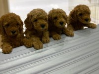 Kendi toy poodle yavrularımız DİŞİ - ERKEK