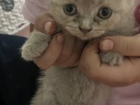Scottish anne kedi ve yavruları sahiplendirilecektir