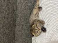 Ufaklığımıza yuva arıyoruz scottish fold