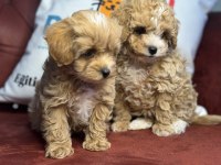 Ultra kalite mini boy kore maltipoo yavrular