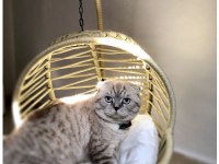 Ayı surat 14 aylık scottish fold