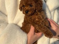 Toy Poodle Yavrularımız