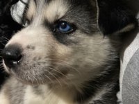 Sibirya kurdu husky