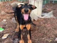 4 aylık saf kan doberman
