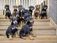 King bebeklerde son iki yavru doberman