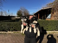 Alaska Malamut Köpek Yavrularımız
