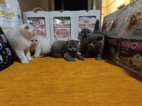 Dişi Erkek Scottish Fold Sağlıklı Bebekler
